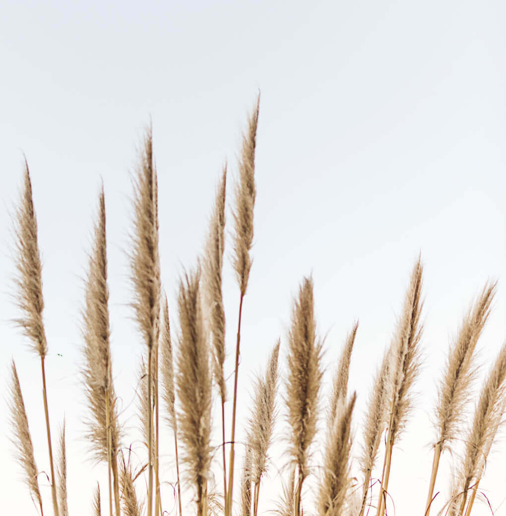 non-profit-05-1 tall grass